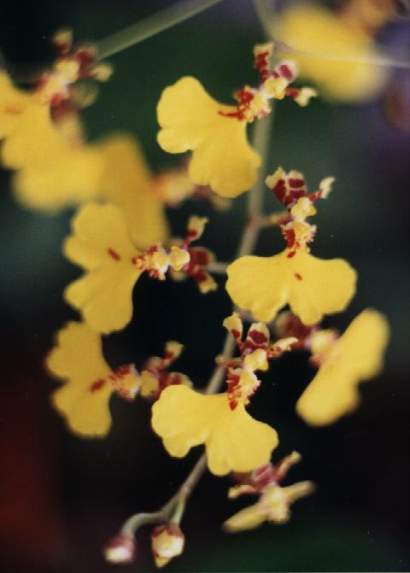 ONCIDIUM FLEXUOSUM