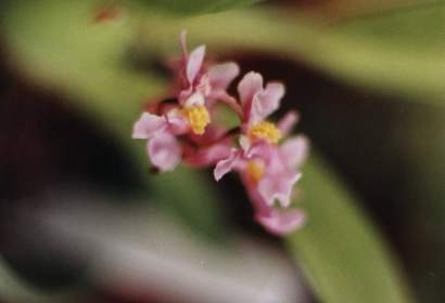 ONCIDIUM ORNITHORHYNCHUM