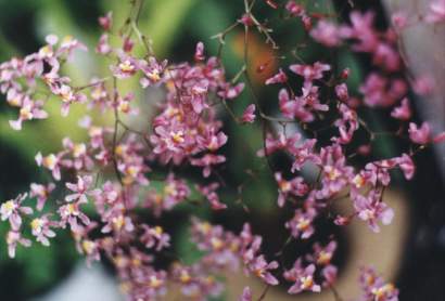 ONCIDIUM ORNITHORHYNCHUM