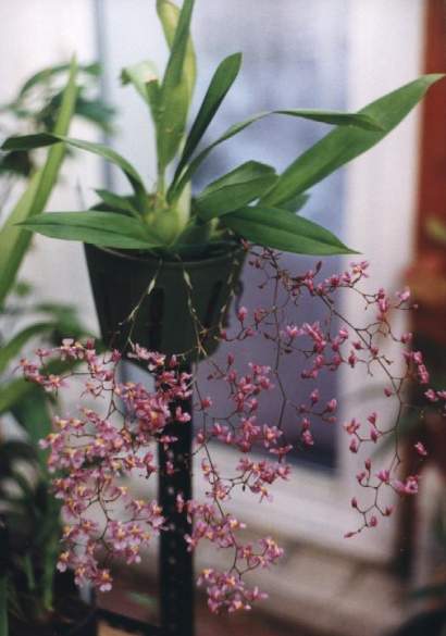 ONCIDIUM ORNITHORHYNCHUM