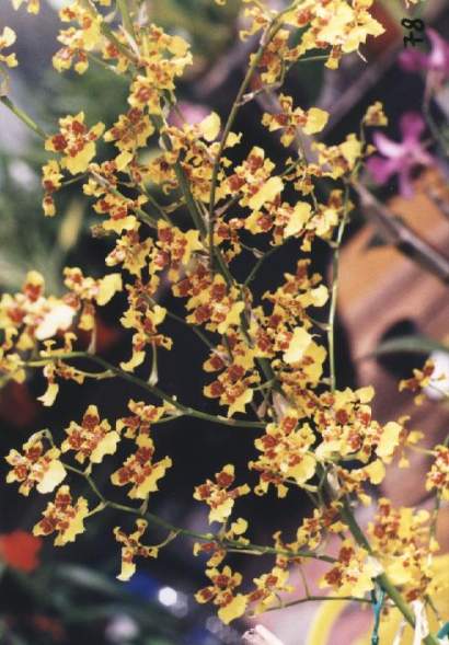 ONCIDIUM SPHACELLATUM