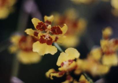 ONCIDIUM SPHACELLATUM