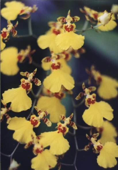 ONCIDIUM VARICOSUM