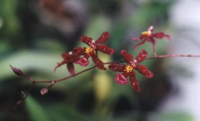 Odontoglossum hybrid