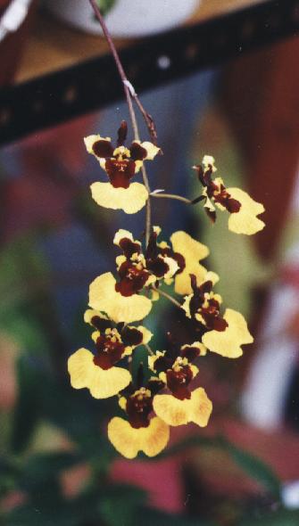 Oncidium