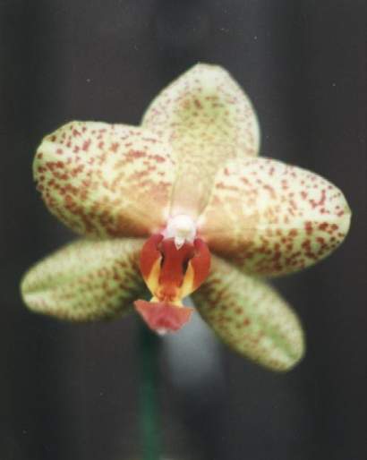 PHALAENOPSIS