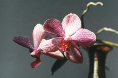 PHALAENOPSIS