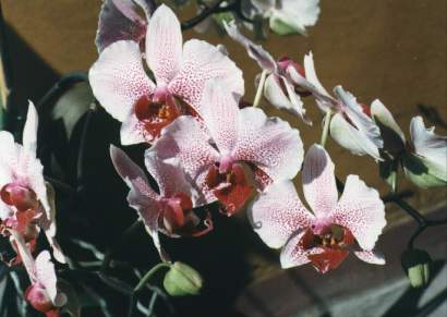 PHALAENOPSIS