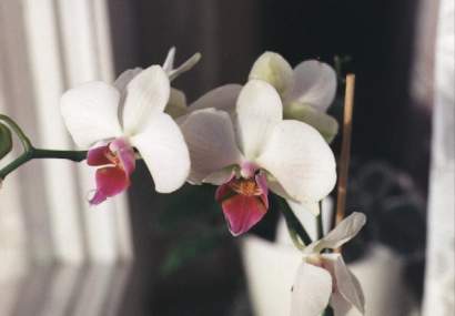 PHALAENOPSIS