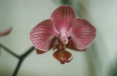 PHALAENOPSIS