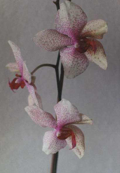 PHALAENOPSIS