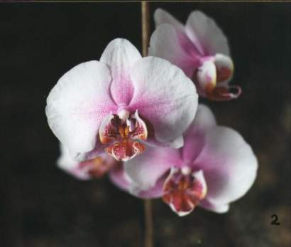 PHALAENOPSIS