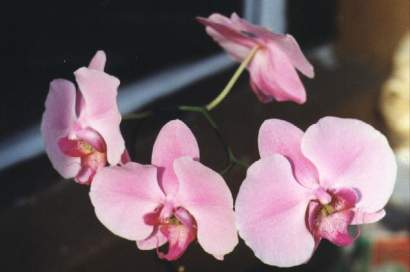 PHALAENOPSIS