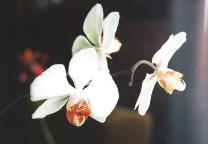 PHALAENOPSIS