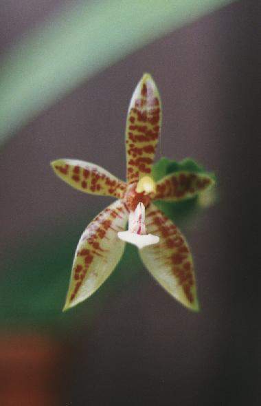 PHALAENOPSIS  CORNU  CERVI