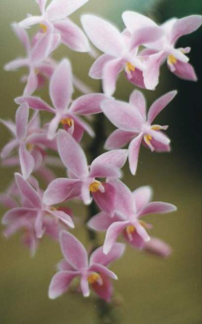 PHALAENOPSIS EQUESTRIS