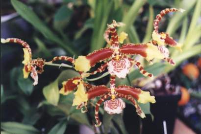 ROSSIOGLOSSUM  GRANDE