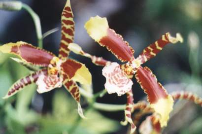 ROSSIOGLOSSUM  GRANDE