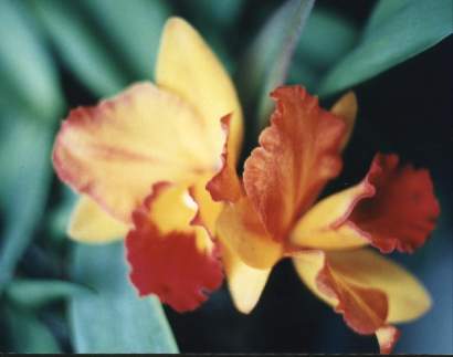 SOPHROLAELIOCATTLEYA