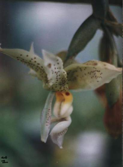 STANHOPEA