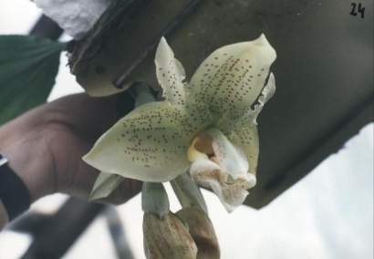 STANHOPEA