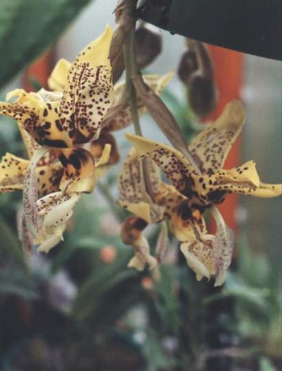 STANHOPEA WARDII