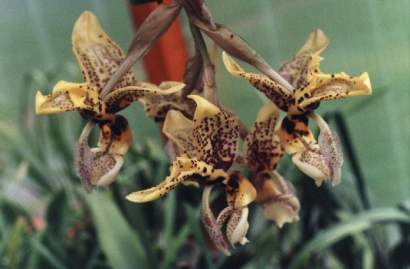 STANHOPEA WARDII