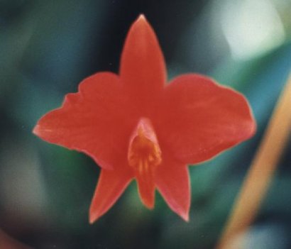 Sophronitis coccinea