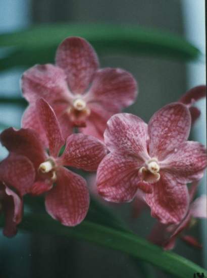 VANDA