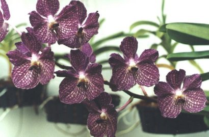 VANDA