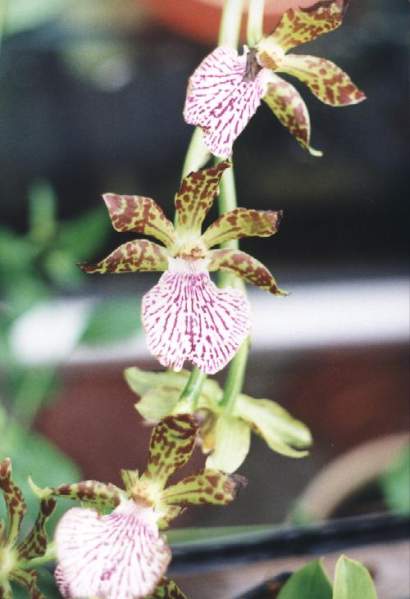 ZYGOPETALUM  MACKAYI