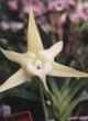 Angraecum sesquipedale