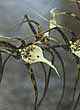 BRASSIA CAUDATA