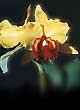 CATTLEYA GOLDEN JOY