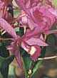 CATTLEYA SKINNERII