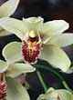 CYMBIDIUM