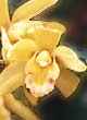 CYMBIDIUM