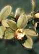 CYMBIDIUM