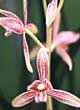 CYMBIDIUM SIAMENSE