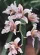 Cymbidium