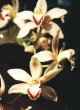 Cymbidium