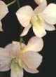 DENDROBIUM EMMA WHITE