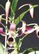 DENDROBIUM NOBILE