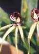 ENCYCLIA COCHLEATA