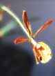 EPIDENDRUM