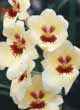 MILTONIA