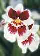 MILTONIA