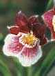 MILTONIA