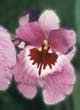 MILTONIA