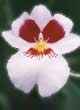 MILTONIA